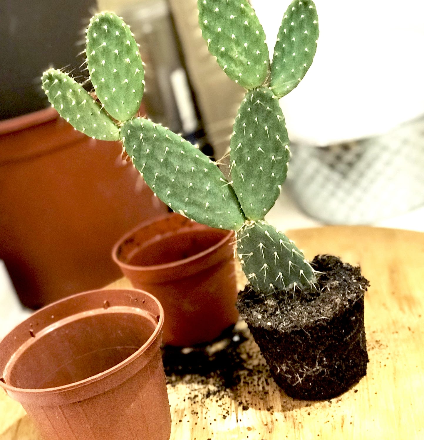 Rempotage cactus